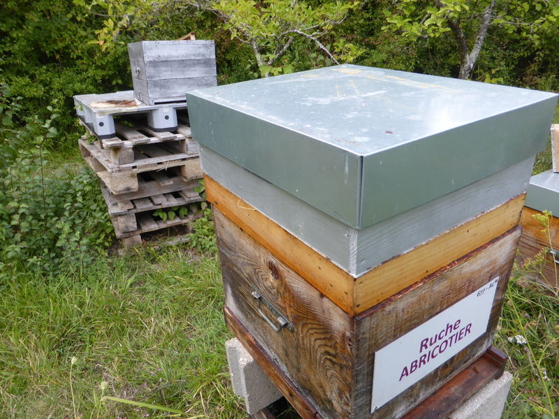 La ruche Abricotier