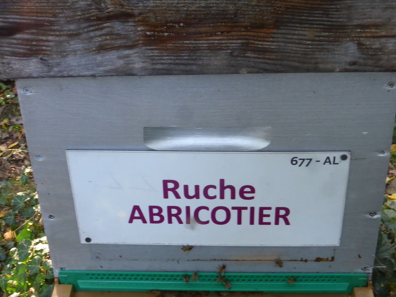 La ruche Abricotier