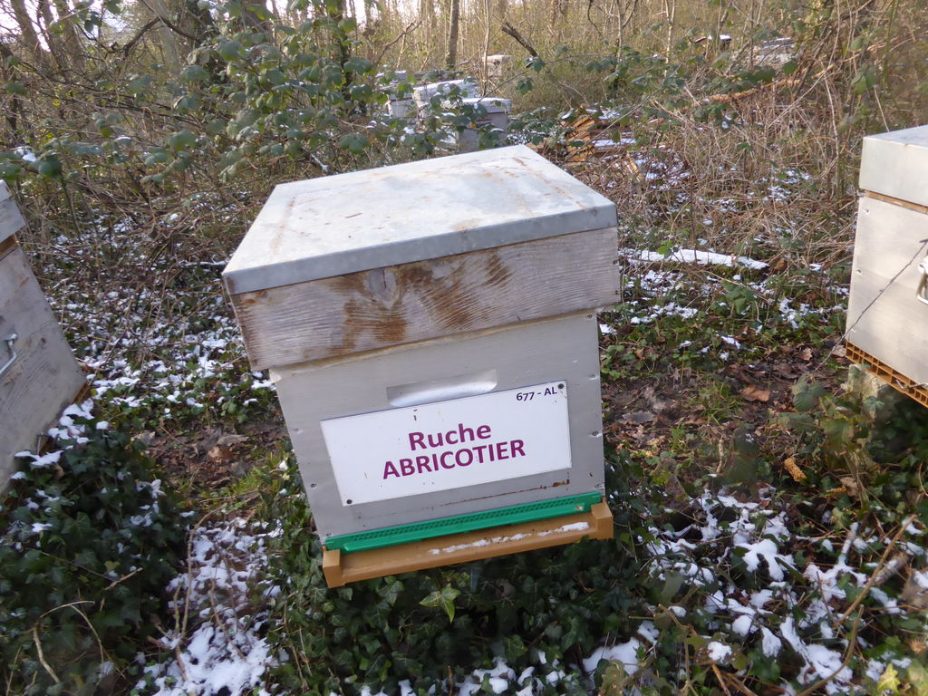 La ruche Abricotier