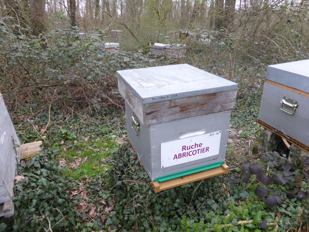 La ruche Abricotier