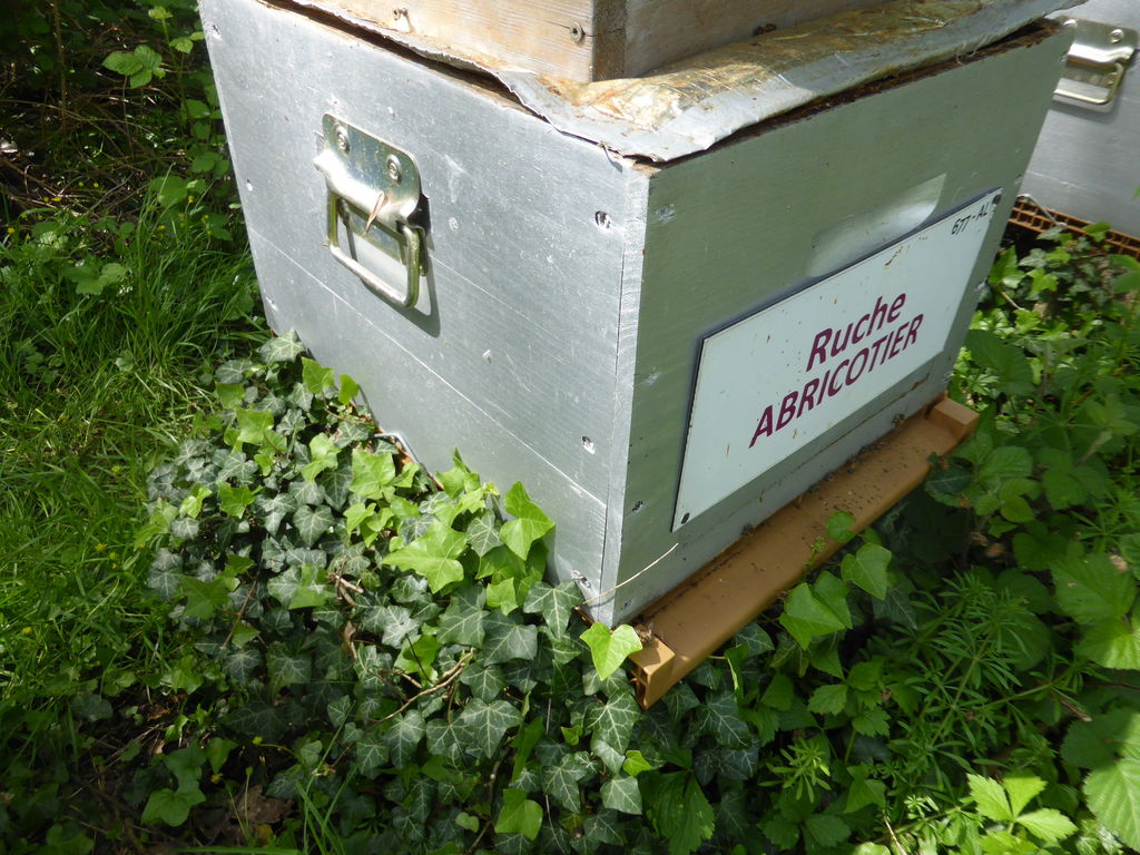 La ruche Abricotier