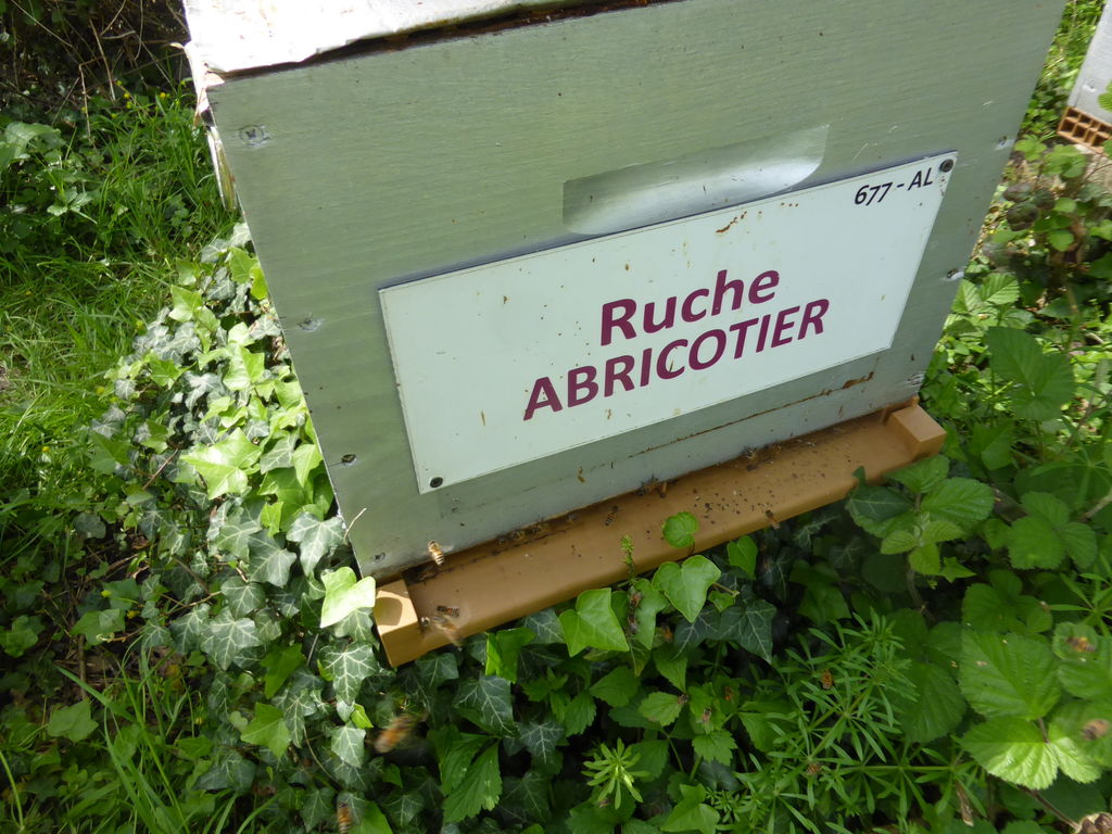 La ruche Abricotier