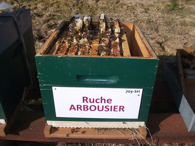 La ruche