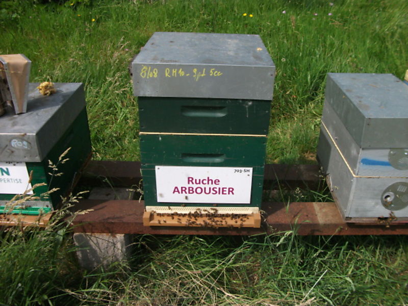 La ruche Arbousier