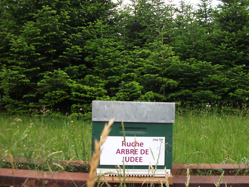 La ruche