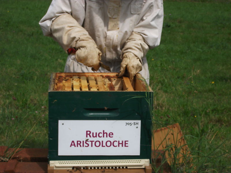 La ruche Aristoloche