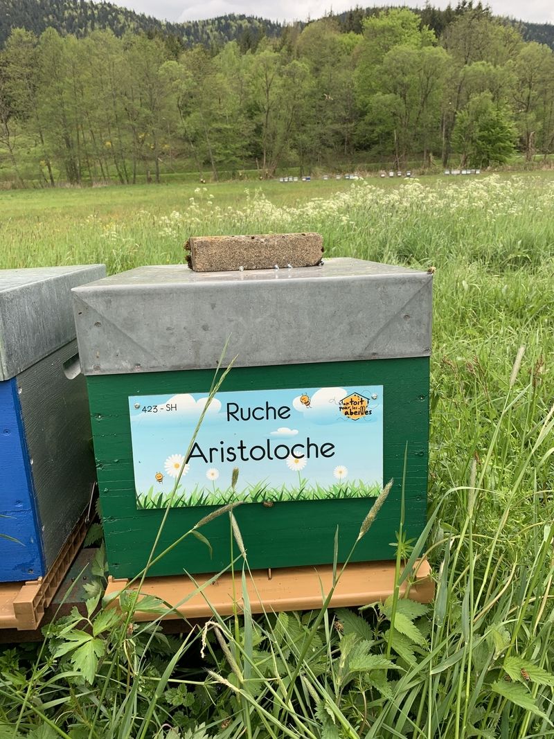 La ruche Aristoloche