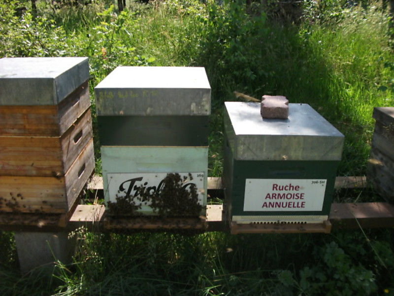 La ruche Armoise annuelle