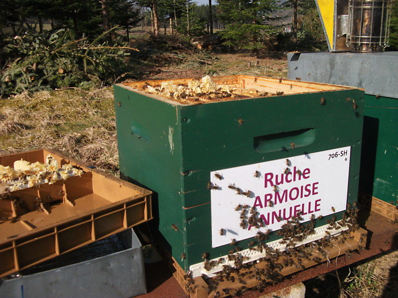 La ruche Armoise annuelle