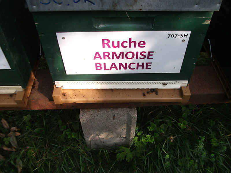 La ruche Armoise blanche