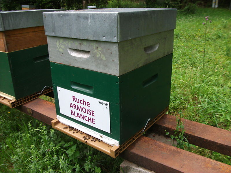 La ruche Armoise blanche