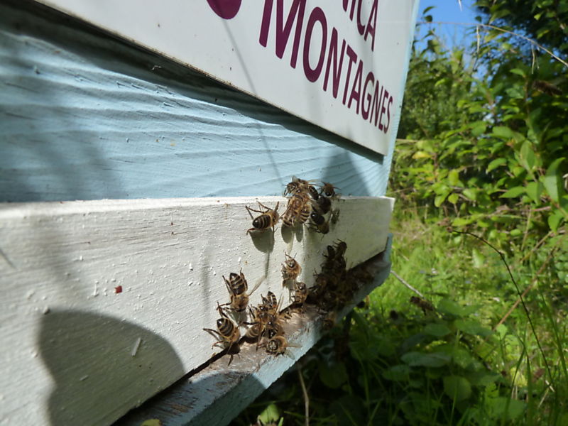 La ruche Arnica des montagnes