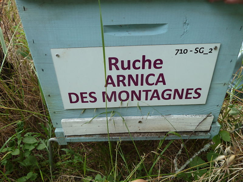 La ruche Arnica des montagnes