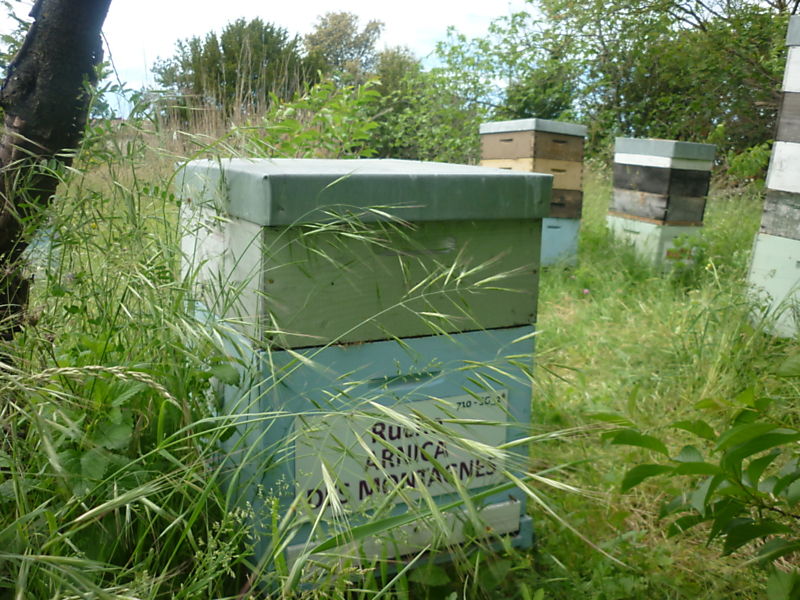 La ruche Arnica des montagnes