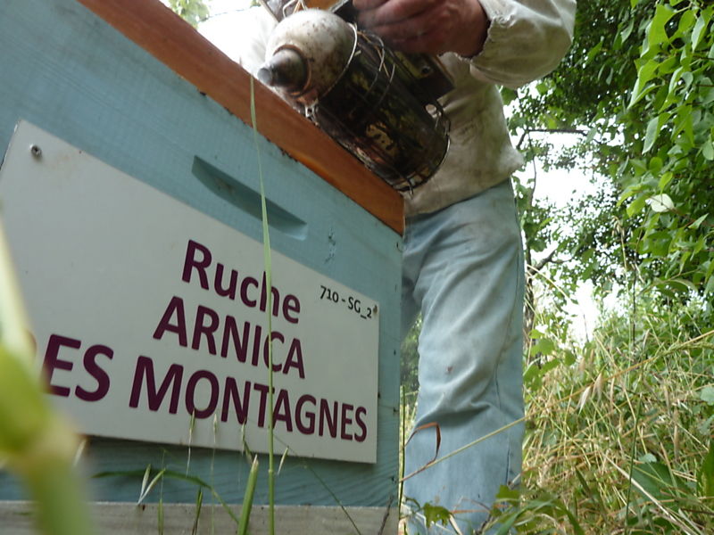 La ruche Arnica des montagnes