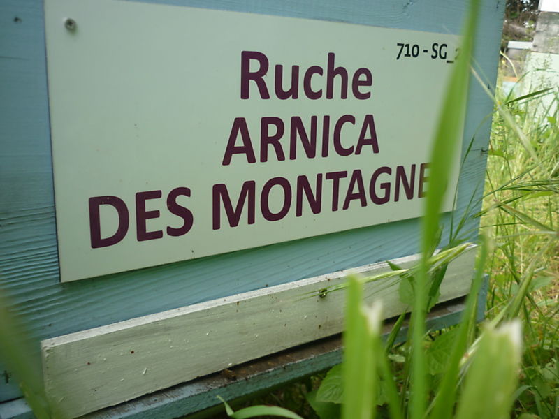 La ruche Arnica des montagnes