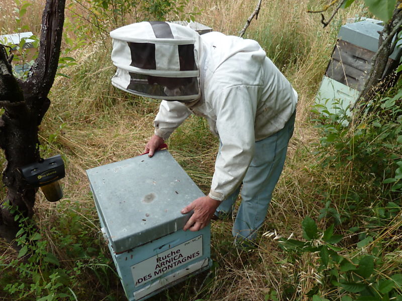 La ruche Arnica des montagnes
