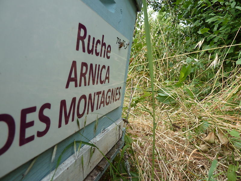 La ruche Arnica des montagnes
