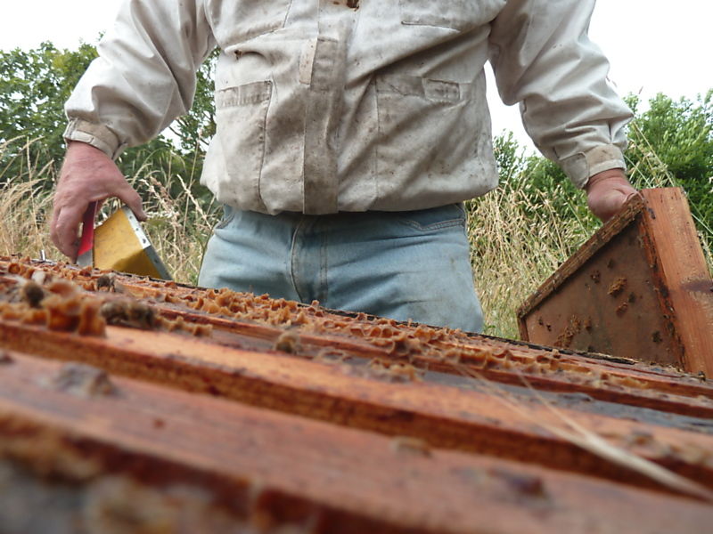 La ruche Arnica des montagnes