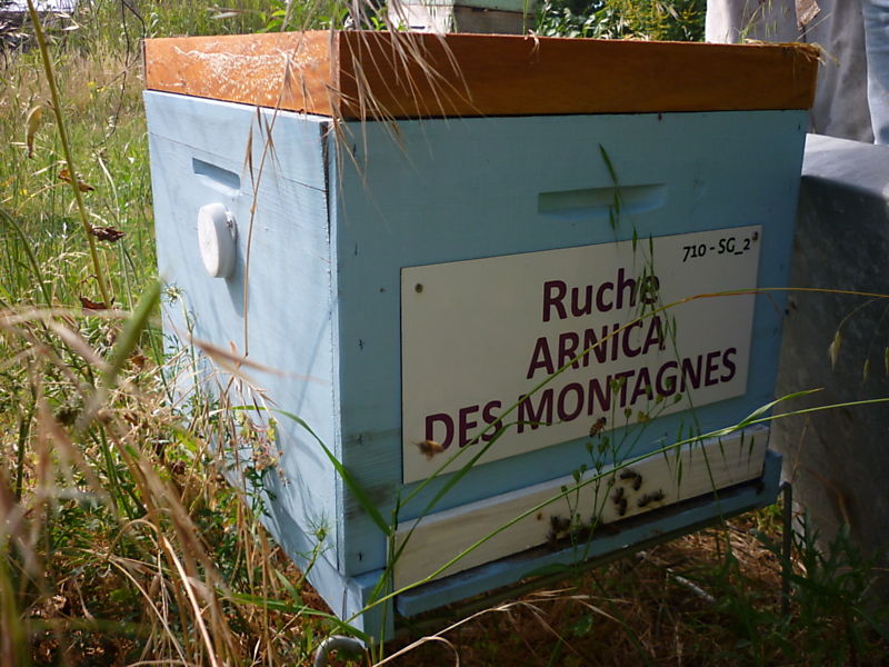 La ruche Arnica des montagnes