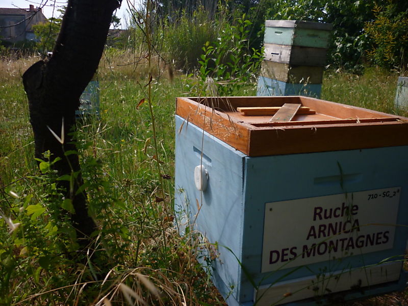 La ruche Arnica des montagnes