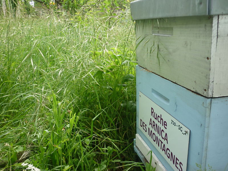 La ruche Arnica des montagnes