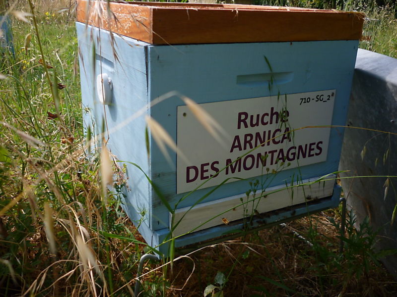 La ruche Arnica des montagnes