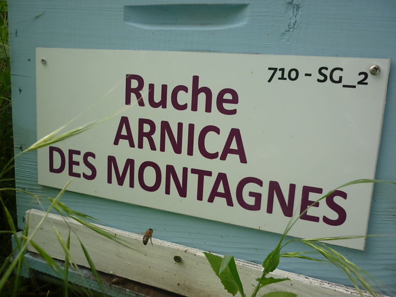 La ruche Arnica des montagnes