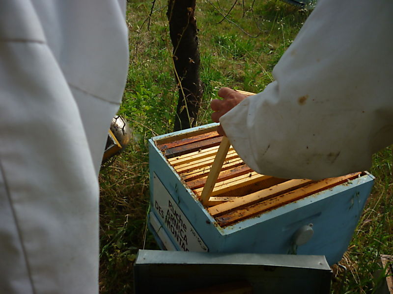La ruche Arnica des montagnes