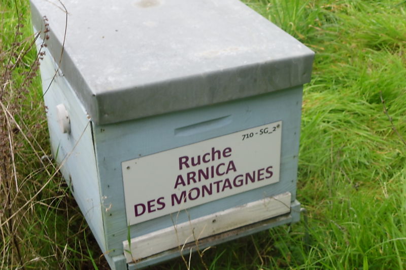 La ruche Arnica des montagnes