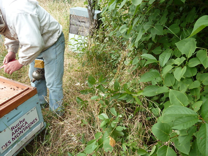 La ruche Arnica des montagnes