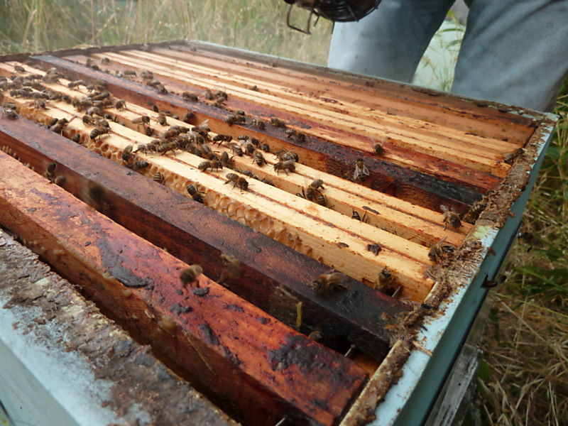 La ruche Arnica des montagnes