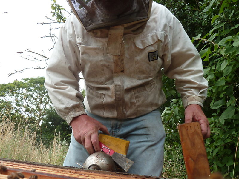 La ruche Arnica des montagnes