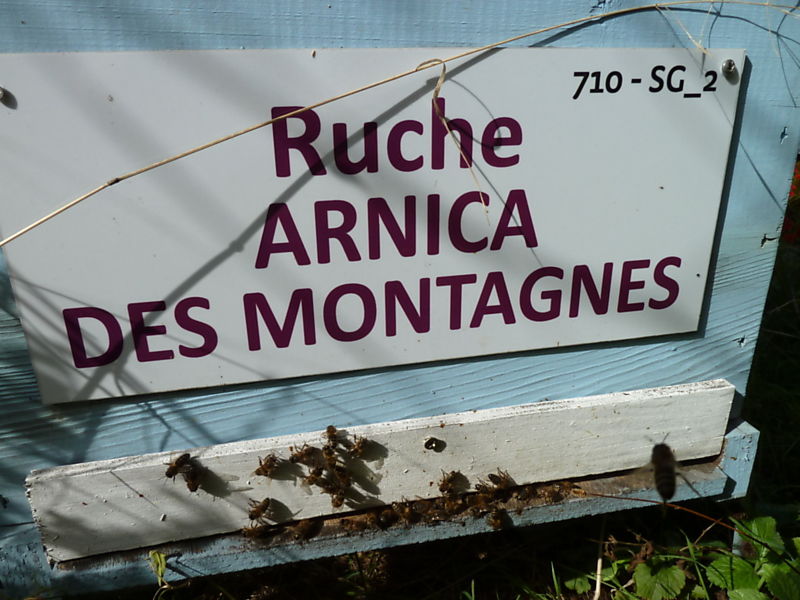 La ruche Arnica des montagnes