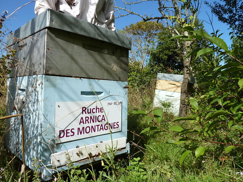 La ruche Arnica des montagnes