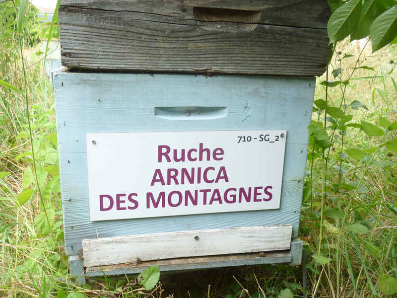La ruche Arnica des montagnes