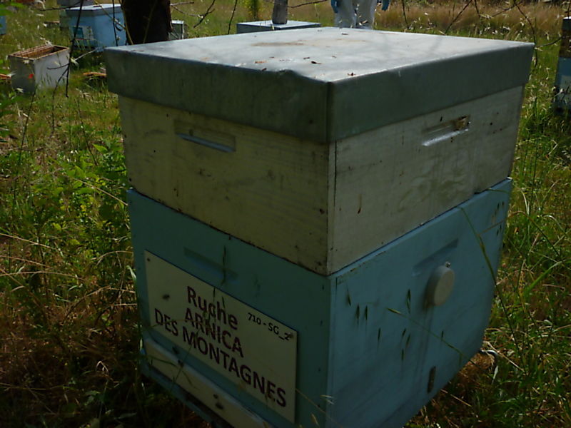 La ruche Arnica des montagnes