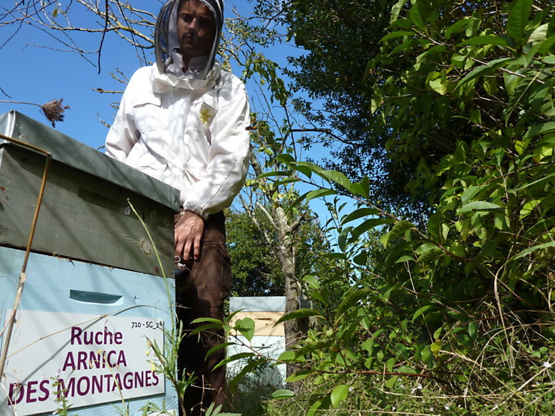 La ruche Arnica des montagnes