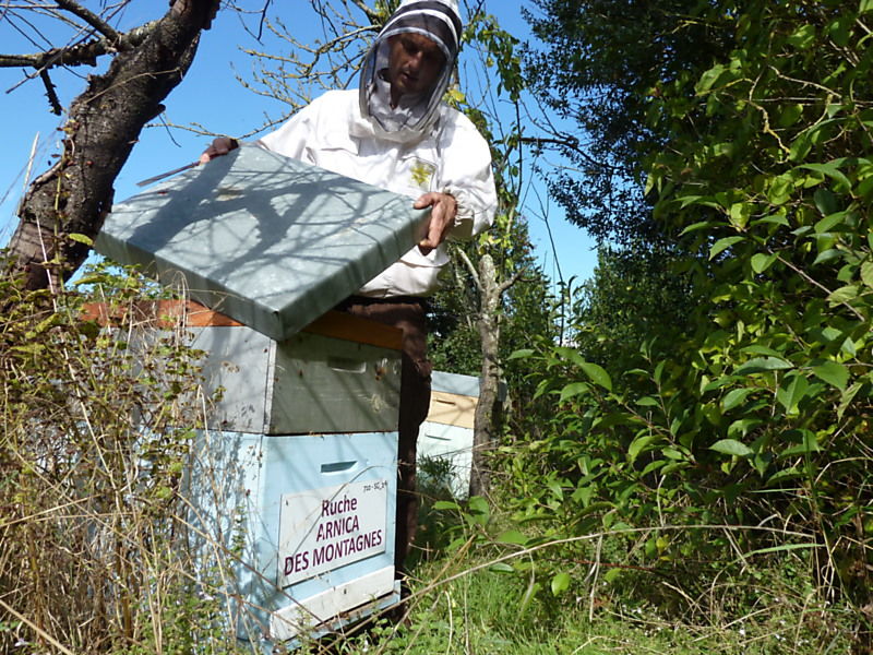 La ruche Arnica des montagnes
