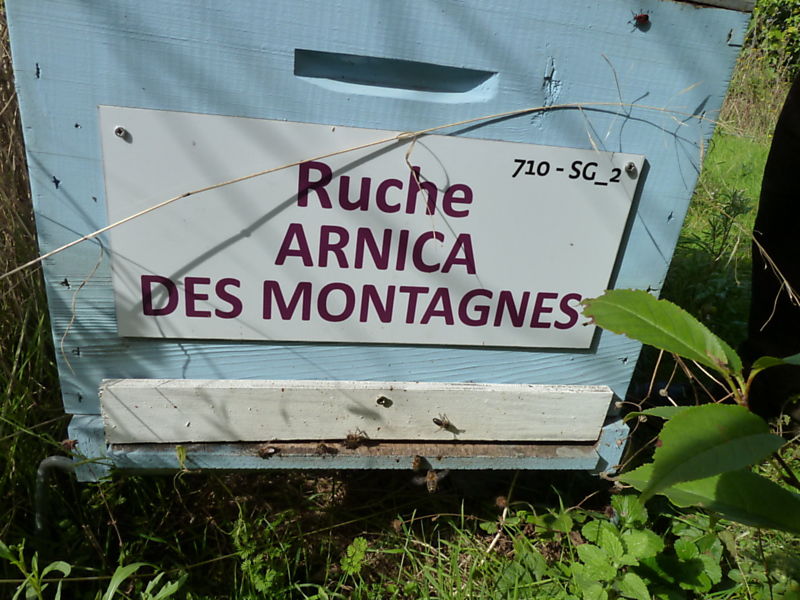 La ruche Arnica des montagnes