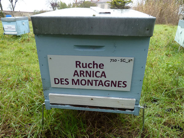 La ruche Arnica des montagnes