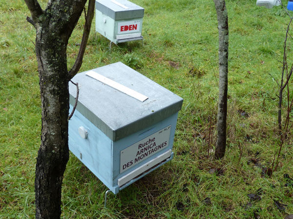 La ruche Arnica des montagnes