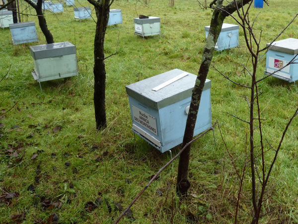 La ruche Arnica des montagnes