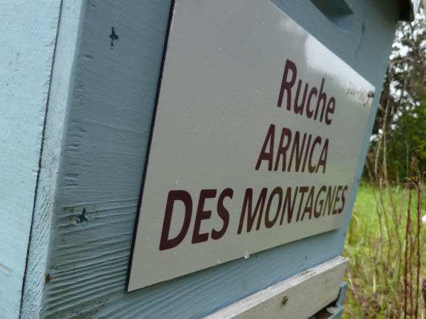 La ruche Arnica des montagnes