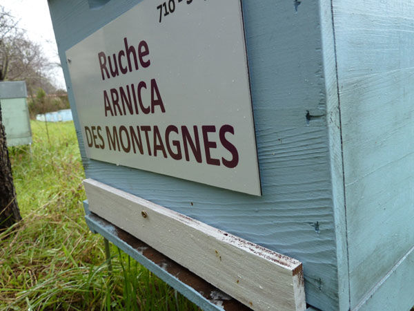 La ruche Arnica des montagnes