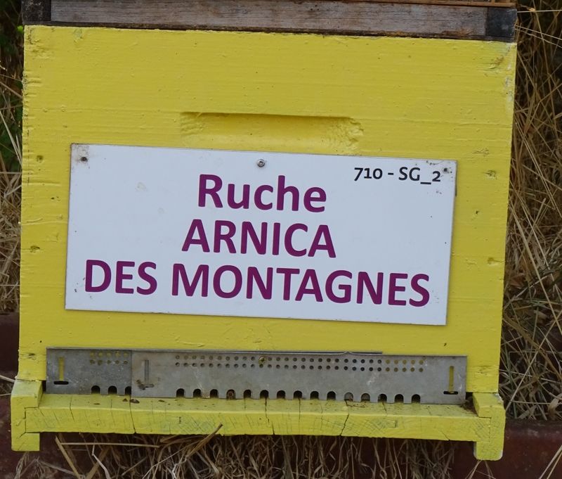 La ruche Arnica des montagnes