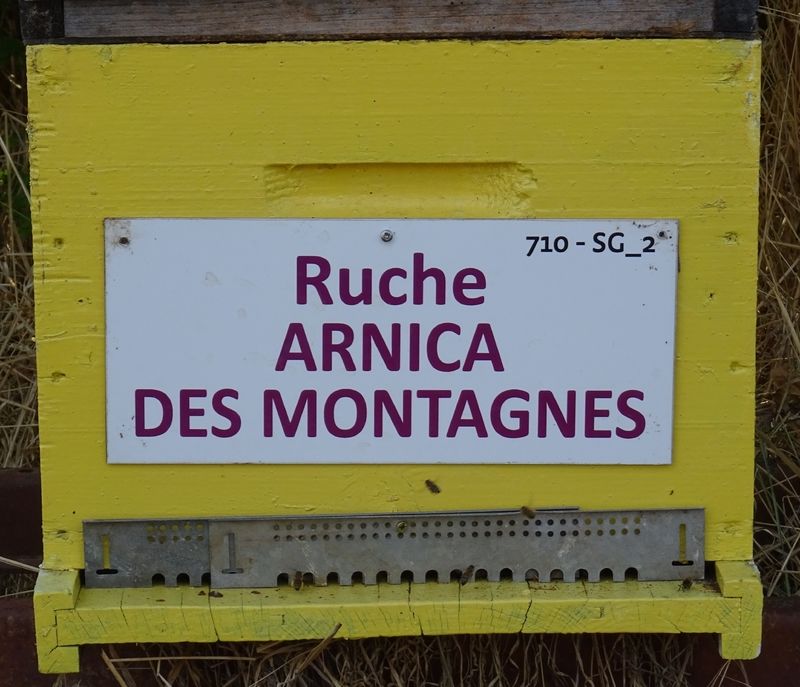 La ruche Arnica des montagnes