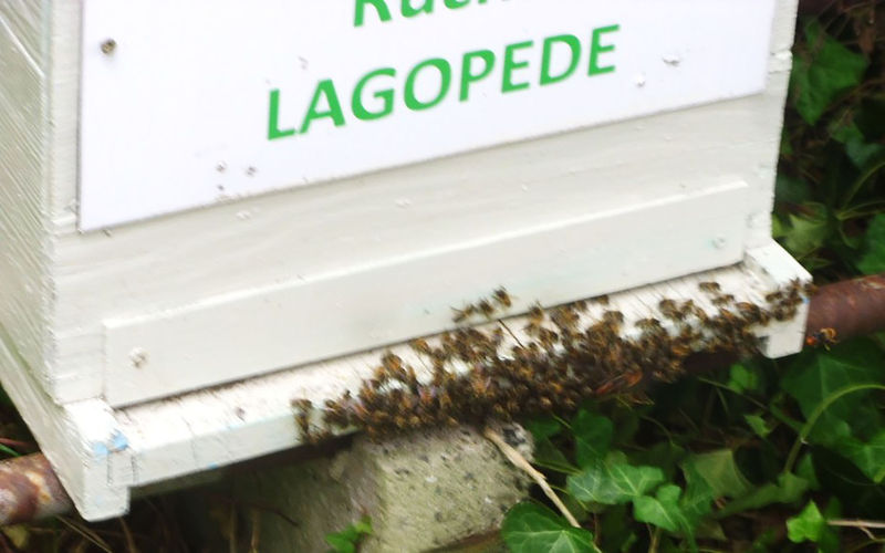 La ruche Arnica des montagnes