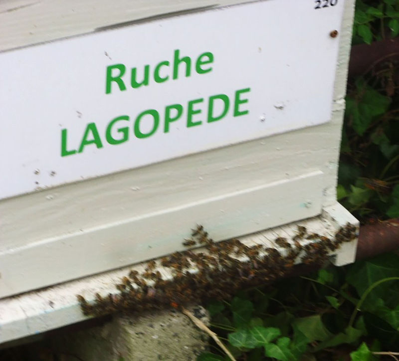 La ruche Arnica des montagnes