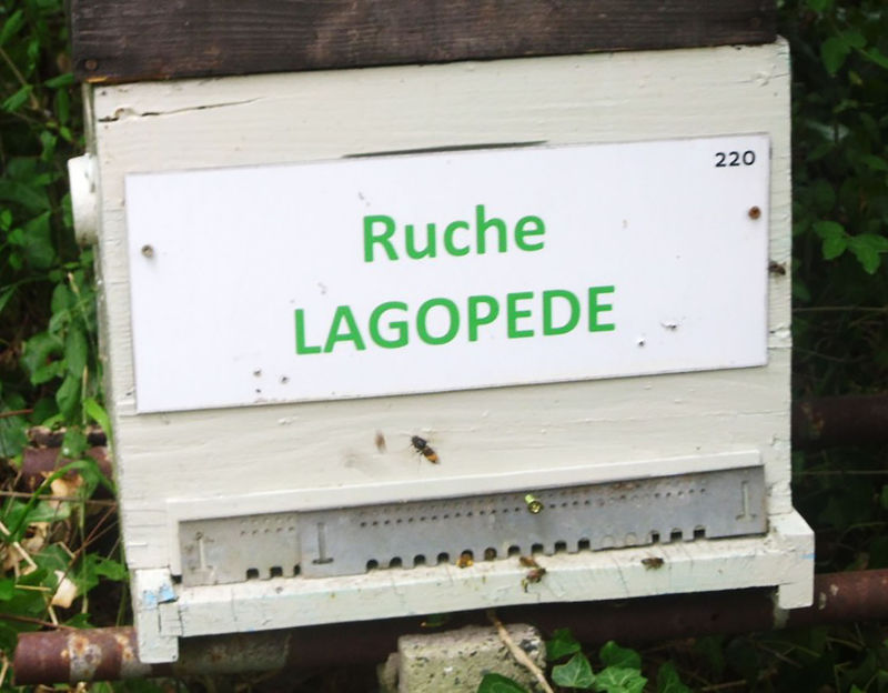 La ruche Arnica des montagnes